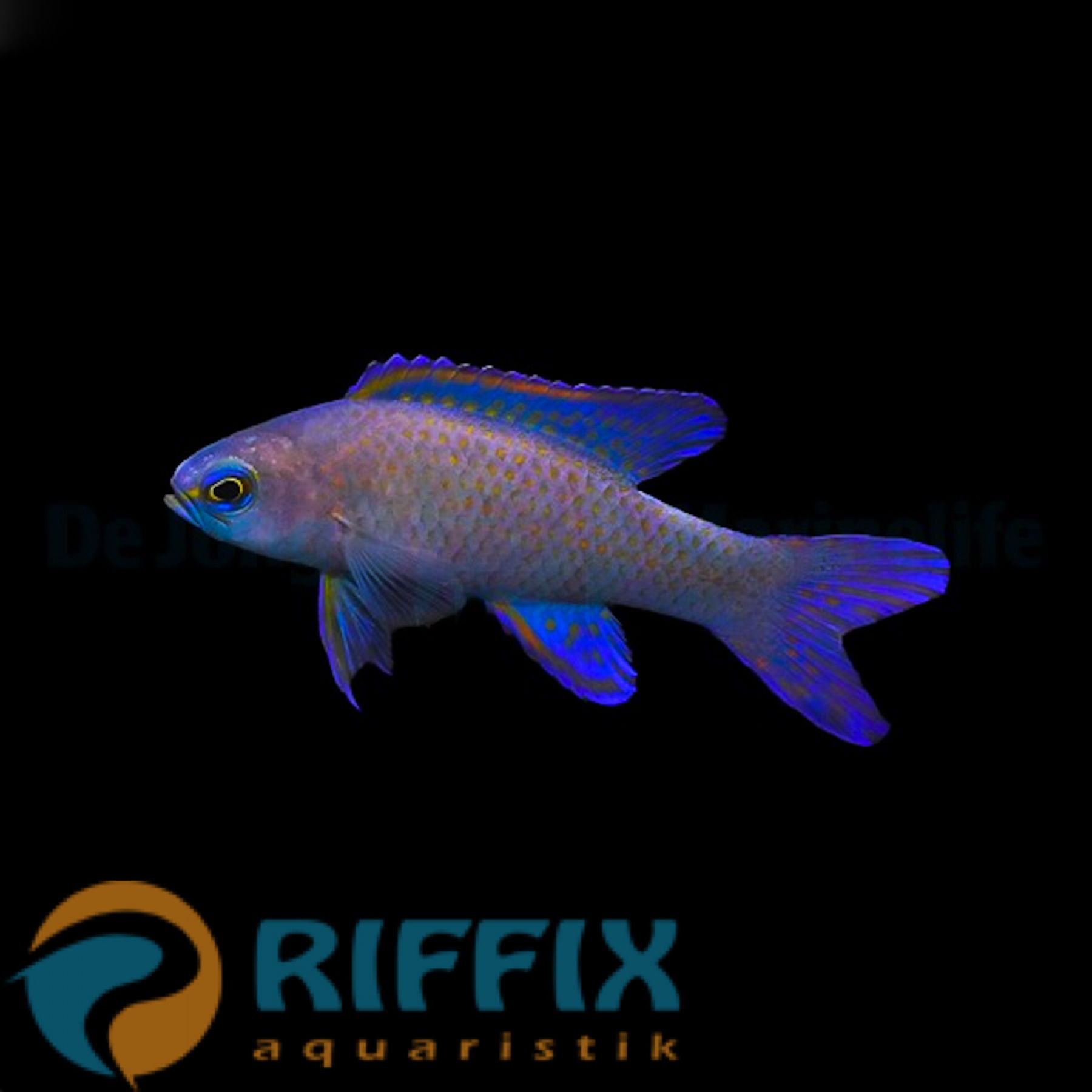 Assessor randalli - Randalls Mirakelbarsch